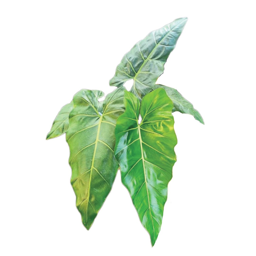 Philodendron Maximum